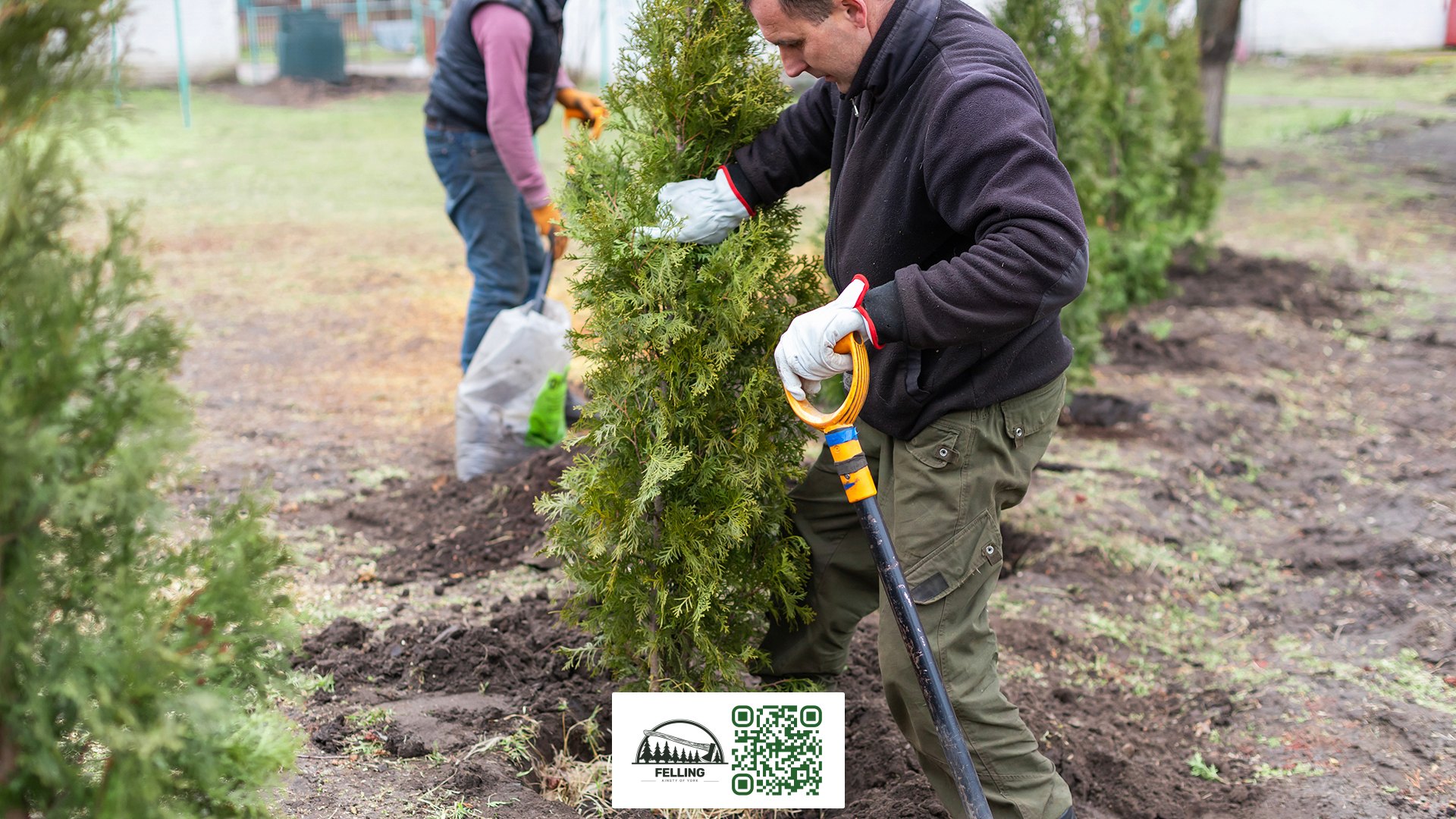 Ainsty Felling UK - Tree Care Service