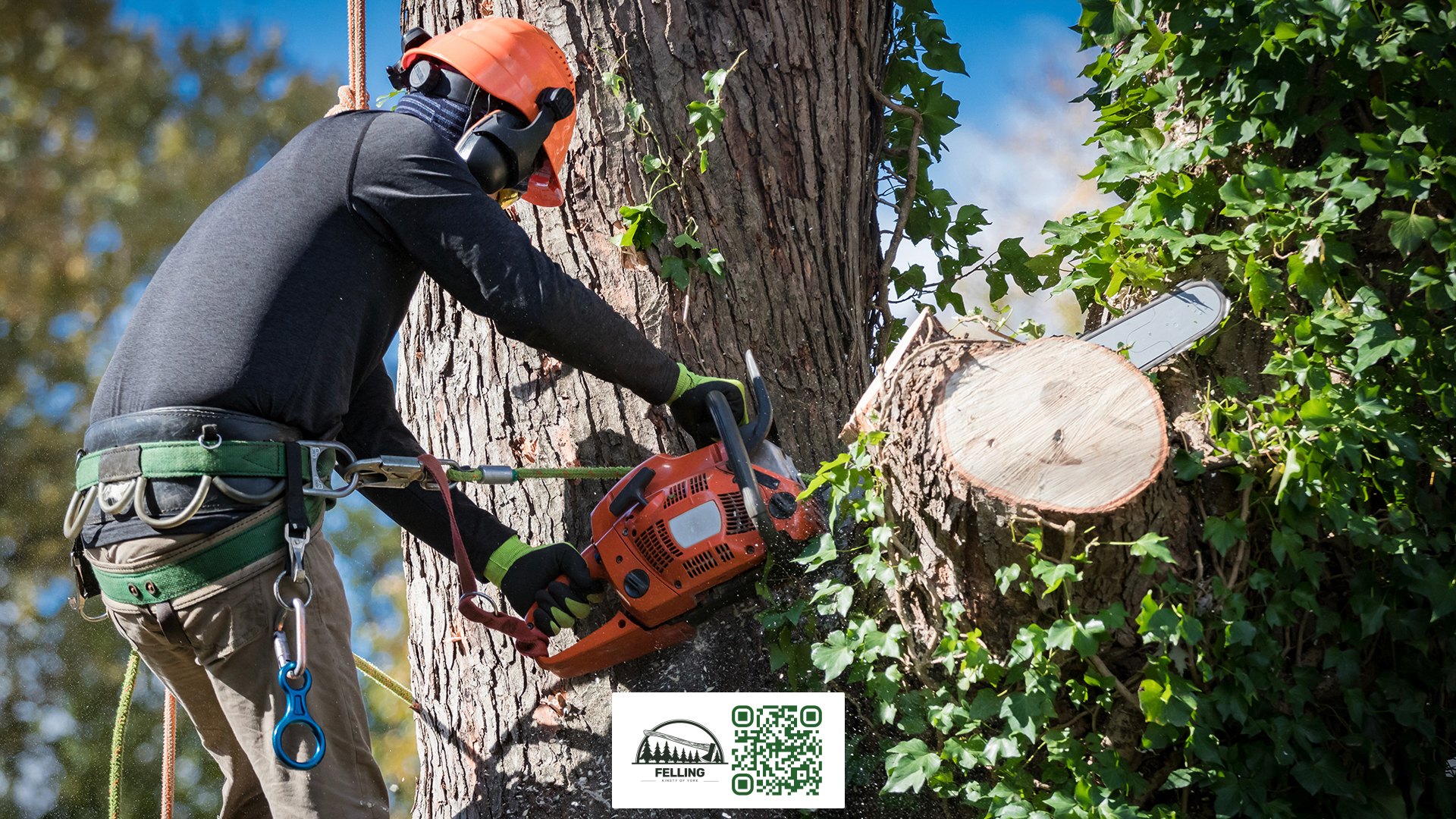 Tree Removal Service - Ainsty Felling UK