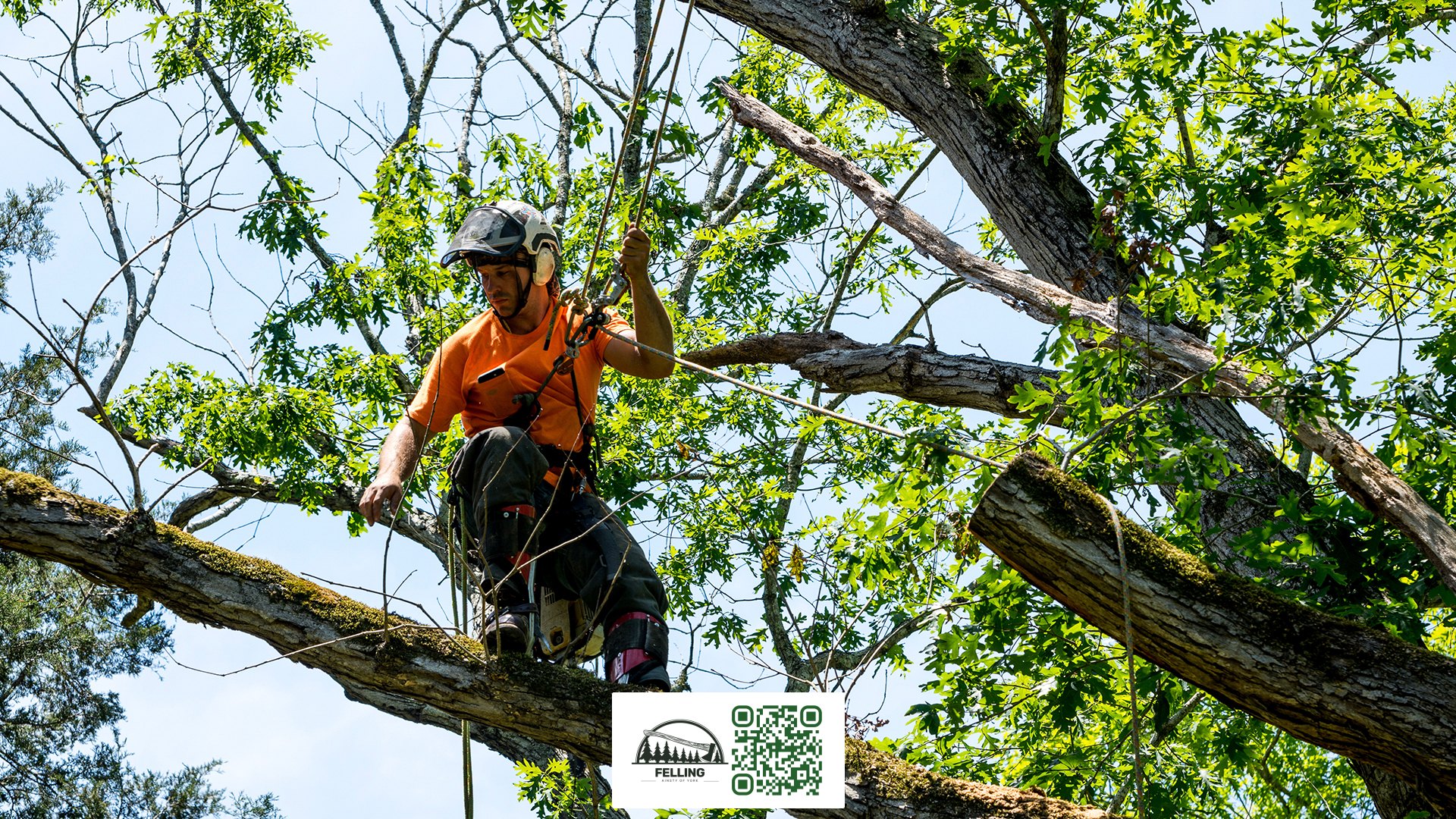 Ainsty Felling UK - Tree Trimming Service