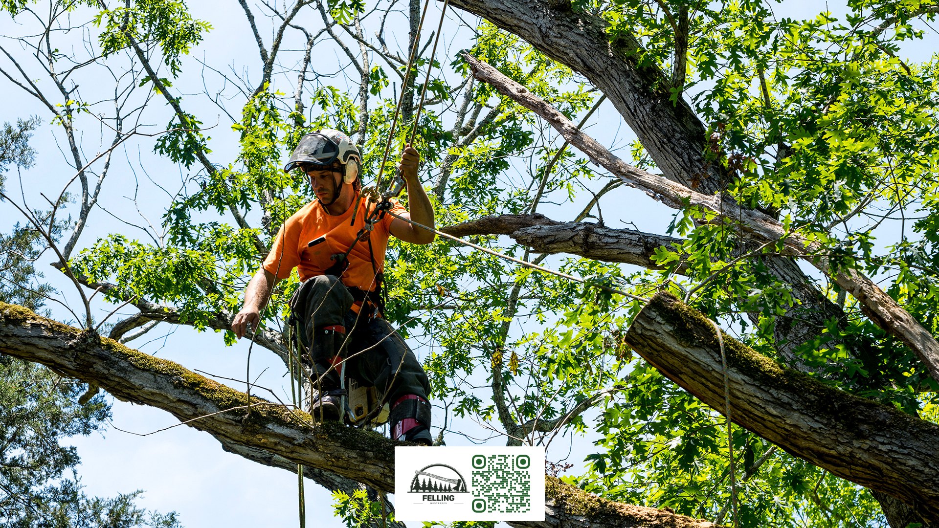 Westberks Felling UK - Tree Trimming Service